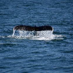 photos/Tierwelt/thumbnails/5. Wale Watching.jpg